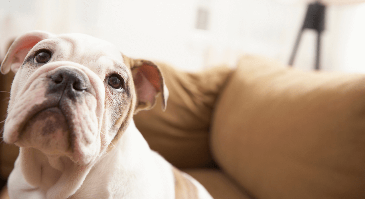 Quel canapé choisir quand on a des animaux ?