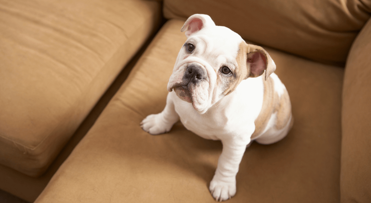 Comment nettoyer de l'urine sur un canapé ?